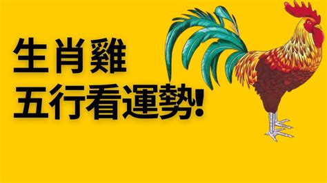 雞五行|屬雞的人在五行中屬於哪一類？詳細解讀與分析